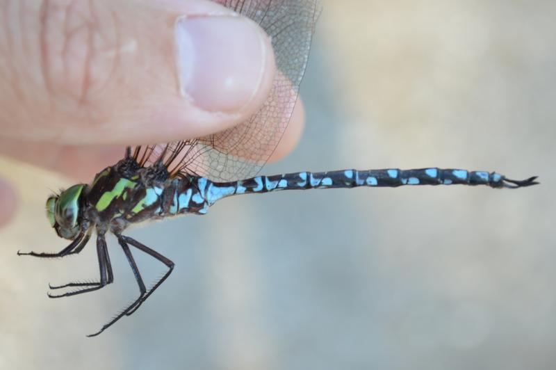 Photo of Green-striped Darner