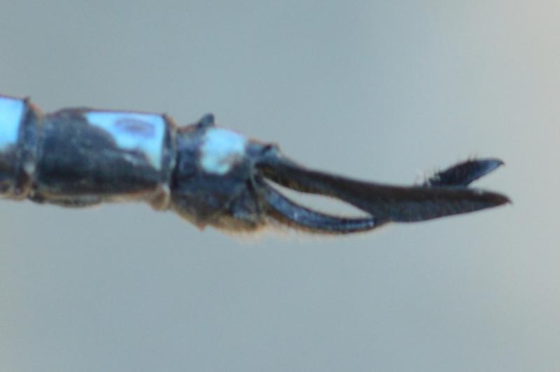 Photo of Green-striped Darner
