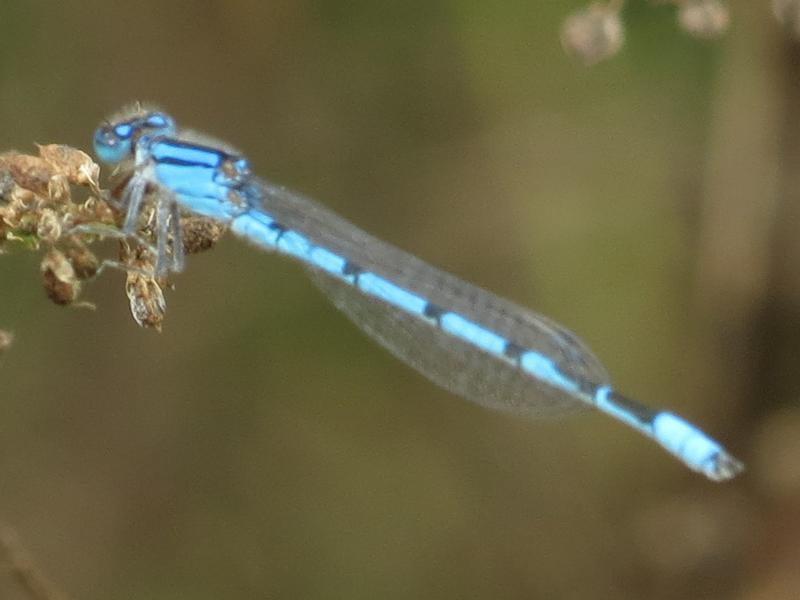 Photo of Familiar Bluet