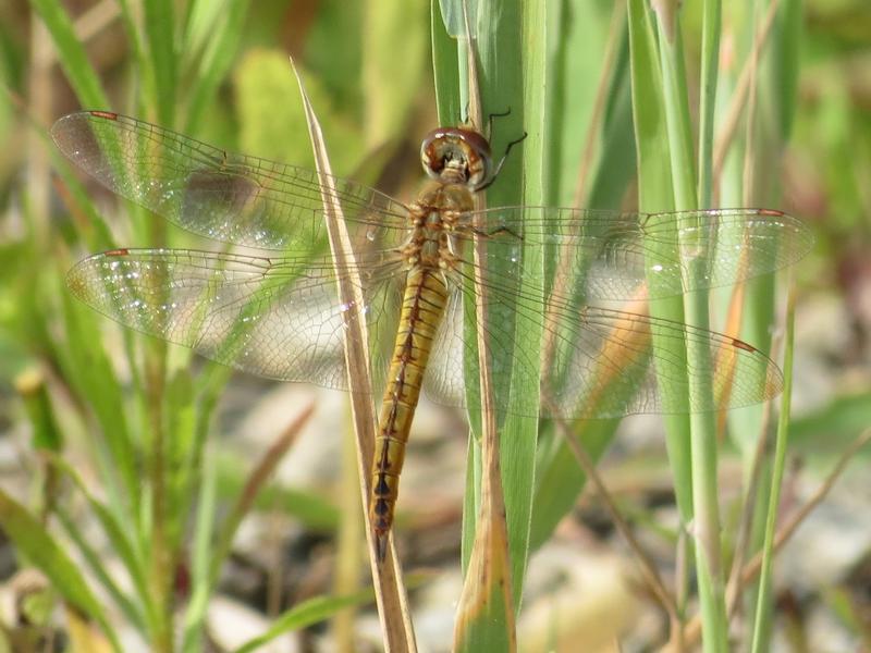 Photo of Wandering Glider