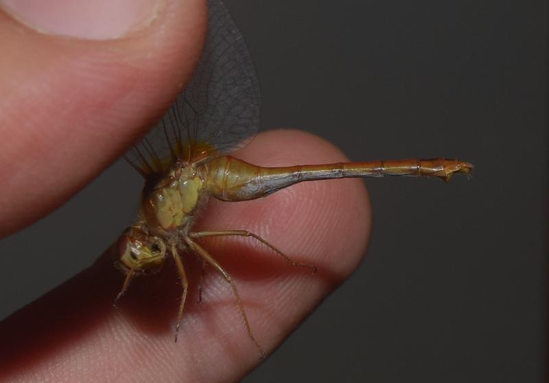 Photo of Autumn Meadowhawk