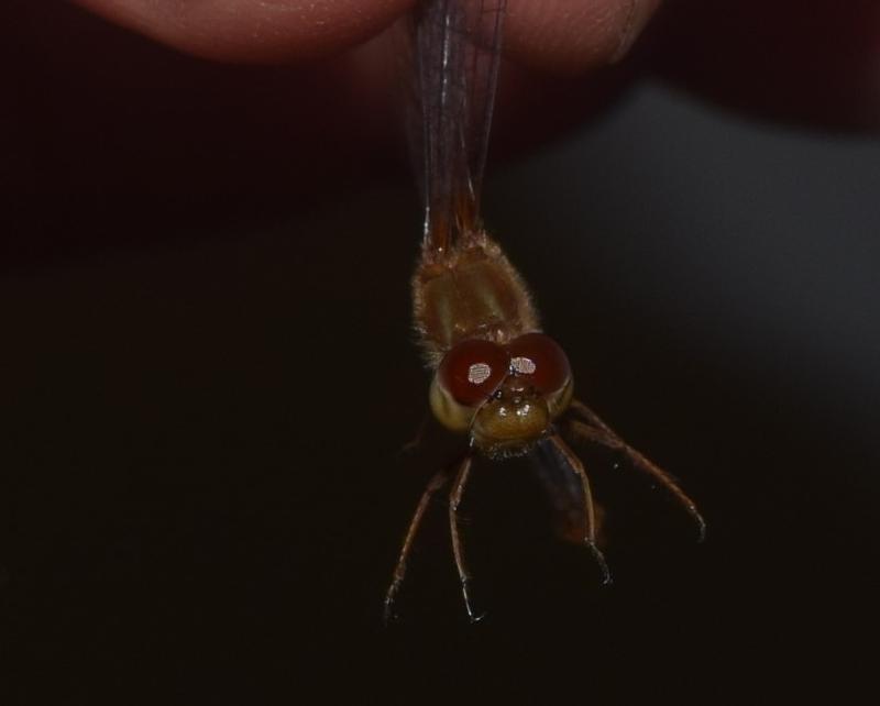 Photo of Autumn Meadowhawk