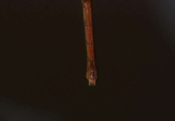 Photo of Autumn Meadowhawk
