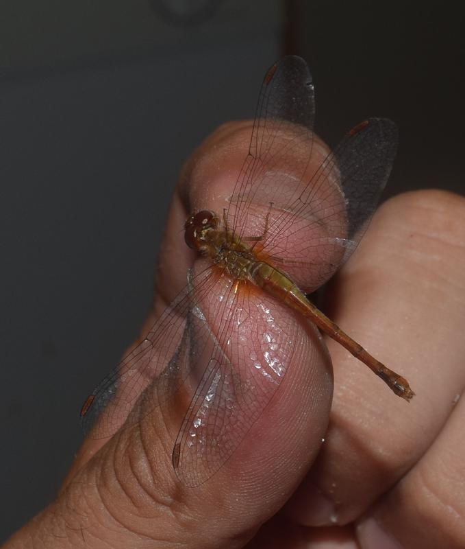 Photo of Autumn Meadowhawk