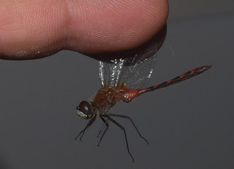 Photo of White-faced Meadowhawk