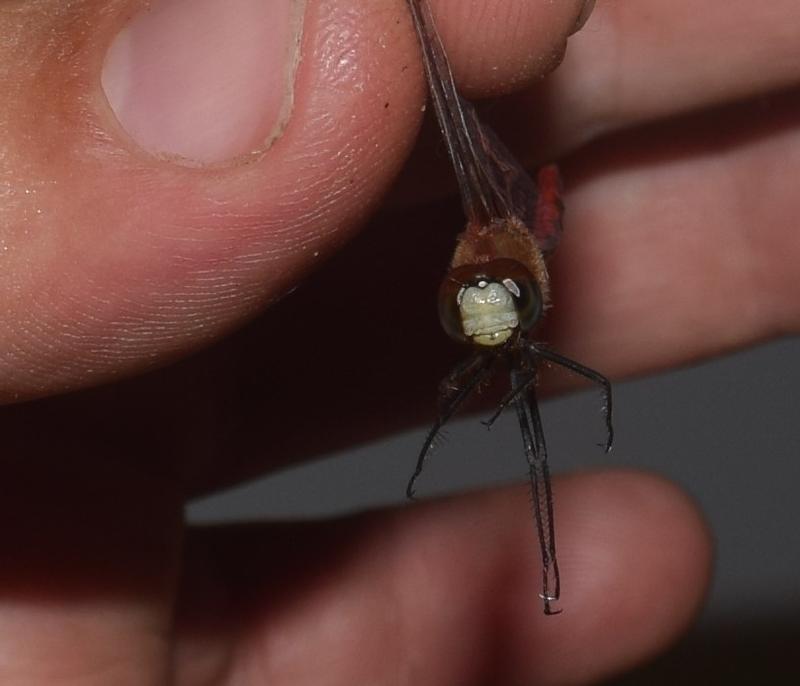 Photo of White-faced Meadowhawk