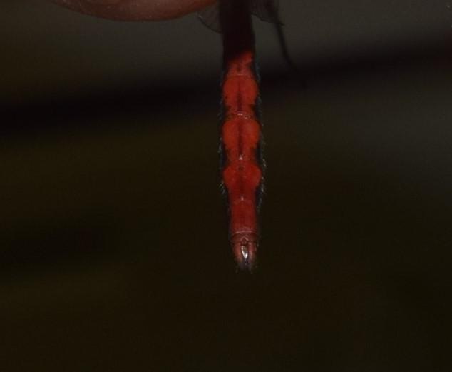 Photo of White-faced Meadowhawk