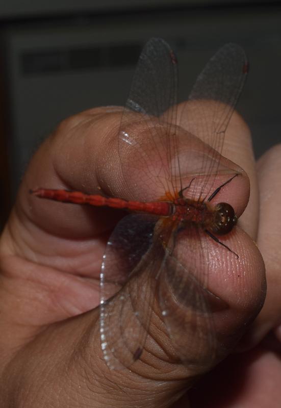 Photo of White-faced Meadowhawk