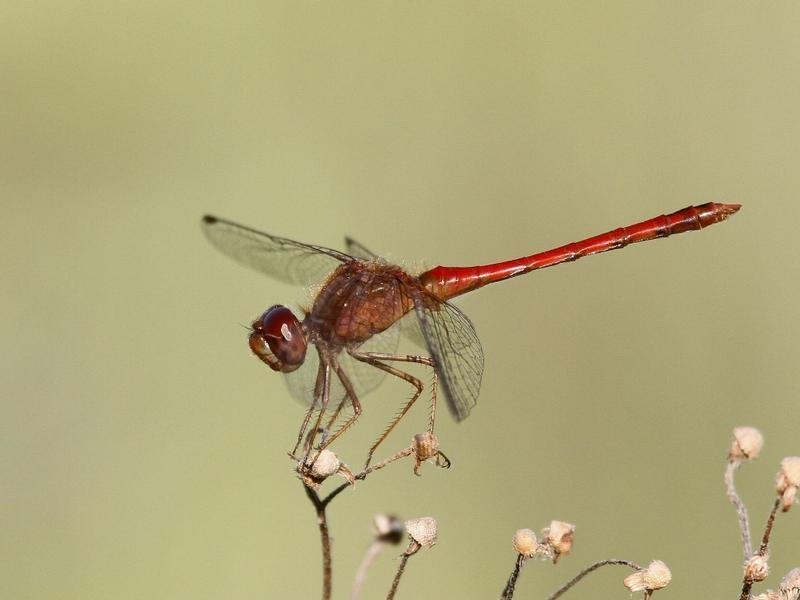 Photo of Autumn Meadowhawk