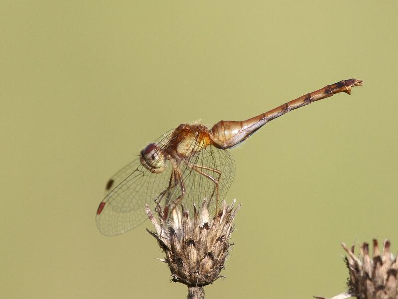 Photo of Autumn Meadowhawk