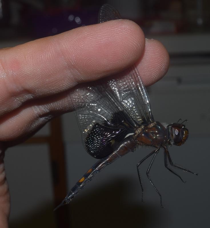 Photo of Black Saddlebags