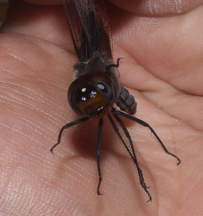 Photo of Black Saddlebags