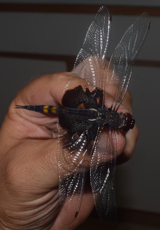 Photo of Black Saddlebags