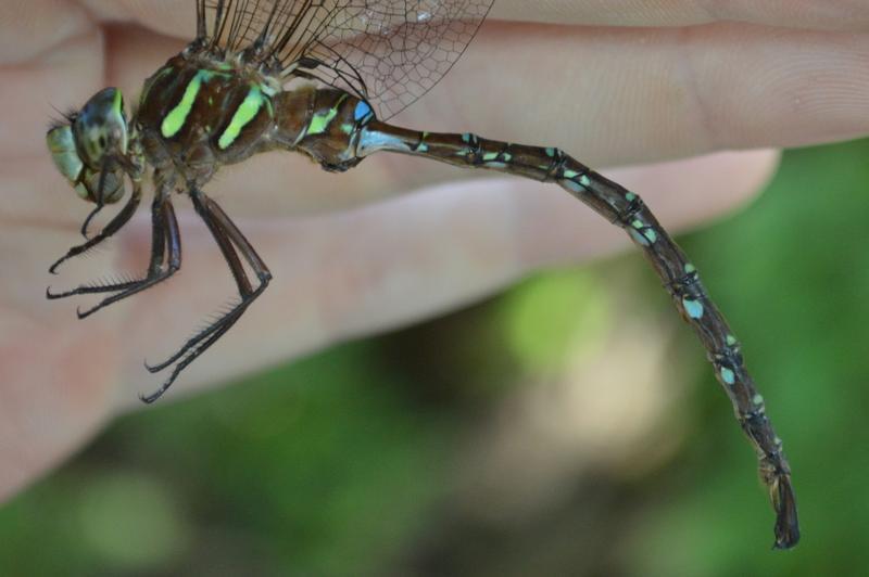 Photo of Shadow Darner