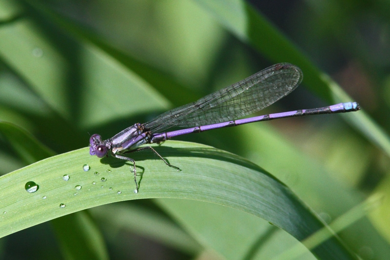 Photo of Variable Dancer (Violet Dancer ssp.)