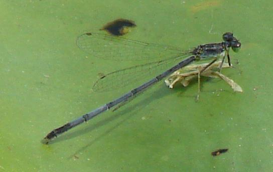 Photo of Eastern Forktail