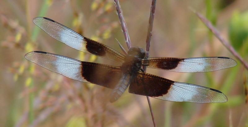 Photo of Widow Skimmer