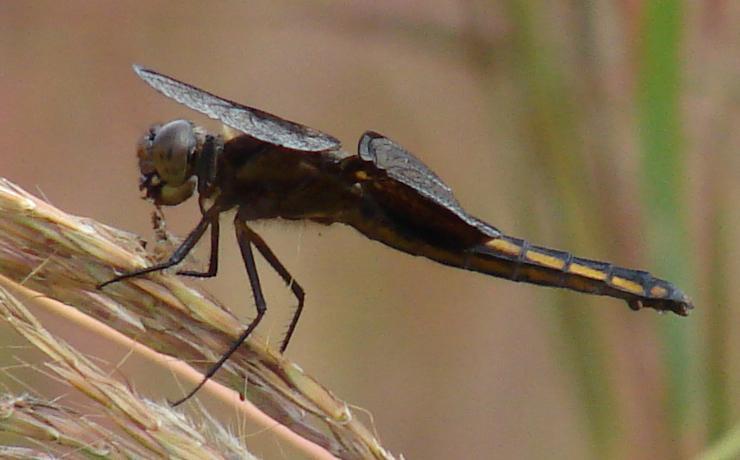 Photo of Widow Skimmer