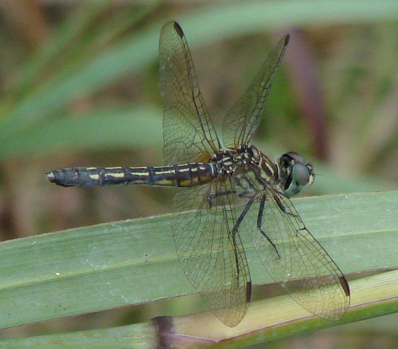 Photo of Blue Dasher