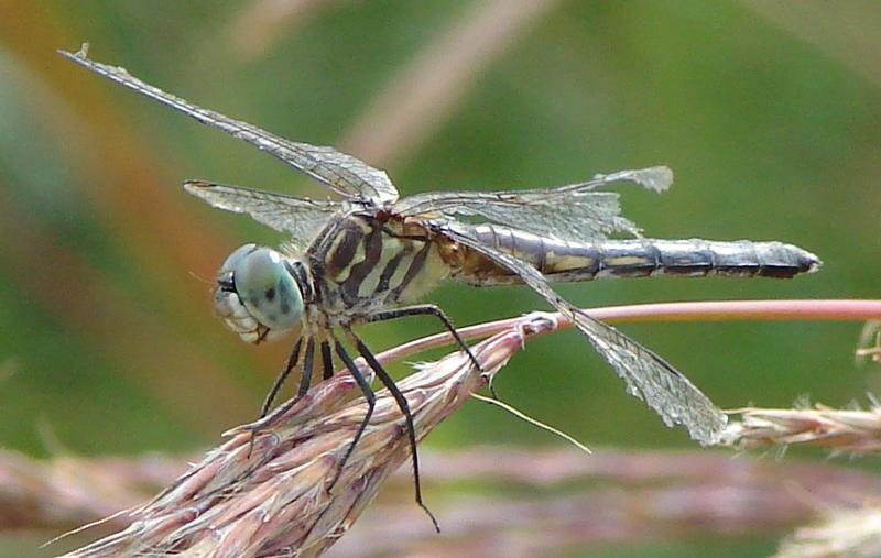 Photo of Blue Dasher