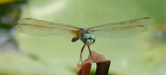 Photo of Blue Dasher
