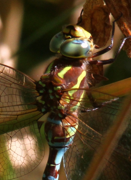 Photo of Lance-tipped Darner