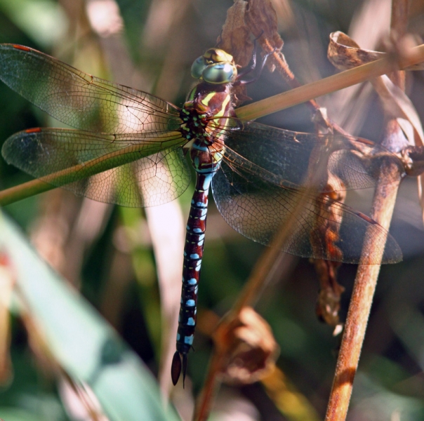 Photo of Lance-tipped Darner