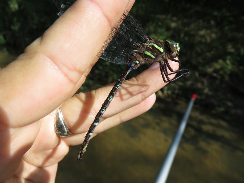 Photo of Shadow Darner