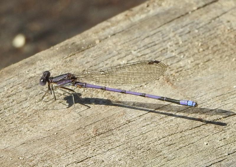 Photo of Variable Dancer (Violet Dancer ssp.)