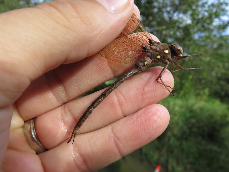 Photo of Fawn Darner