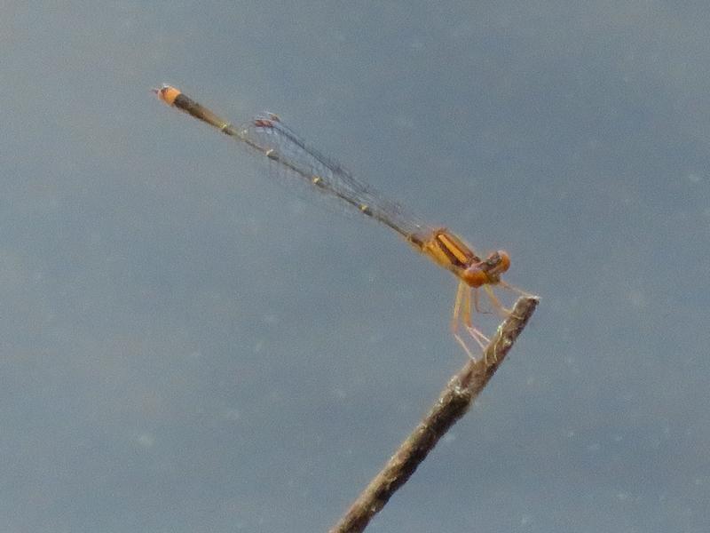 Photo of Orange Bluet
