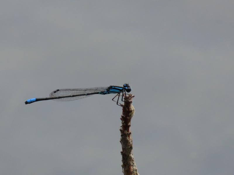 Photo of Skimming Bluet