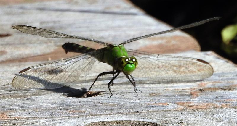 Photo of Eastern Pondhawk