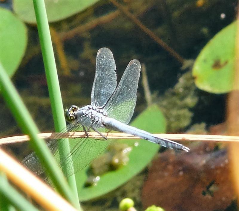 Photo of Eastern Pondhawk