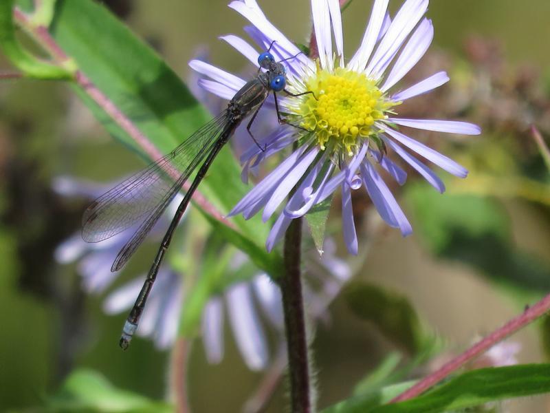Photo of Spotted Spreadwing