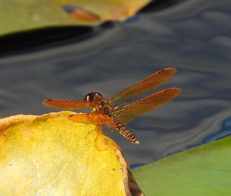 Photo of Eastern Amberwing
