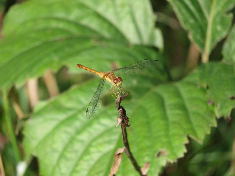 Photo of Autumn Meadowhawk