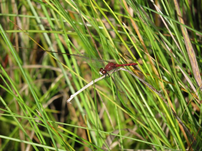 Photo of White-faced Meadowhawk