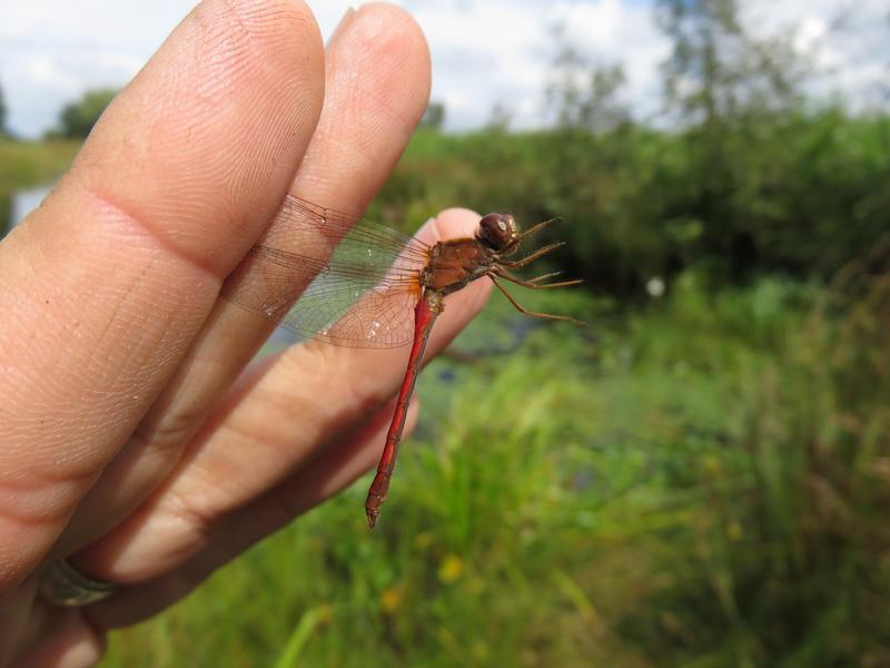 Photo of Autumn Meadowhawk