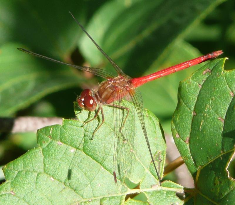 Photo of Autumn Meadowhawk