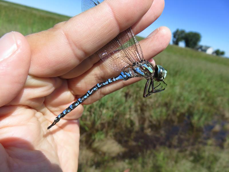 Photo of Canada Darner