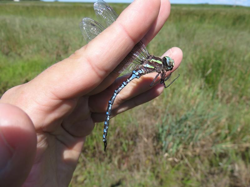 Photo of Green-striped Darner