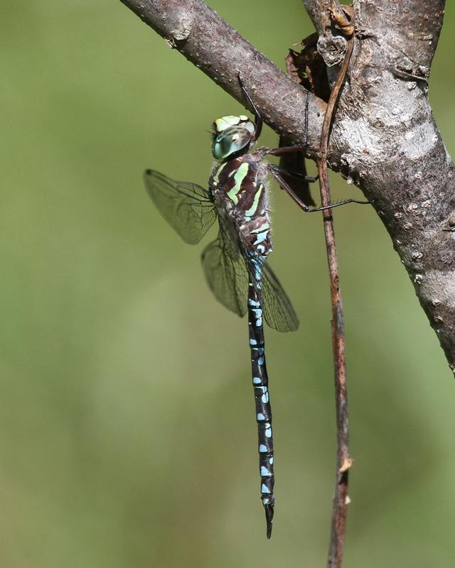 Photo of Green-striped Darner