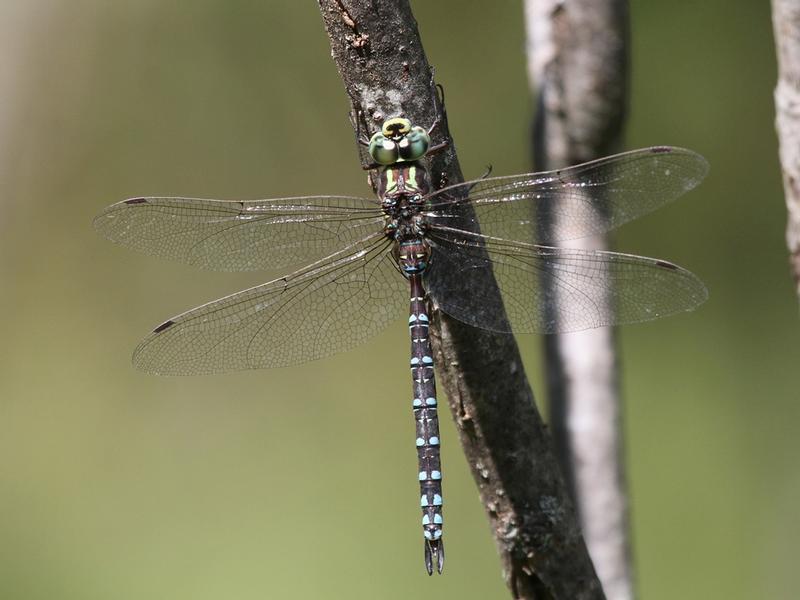 Photo of Green-striped Darner