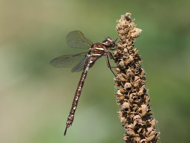 Photo of Shadow Darner