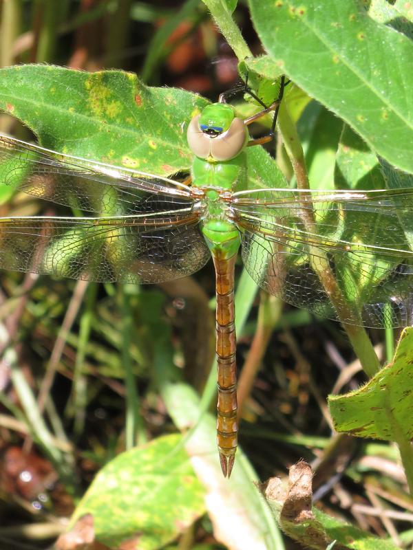 Photo of Common Green Darner