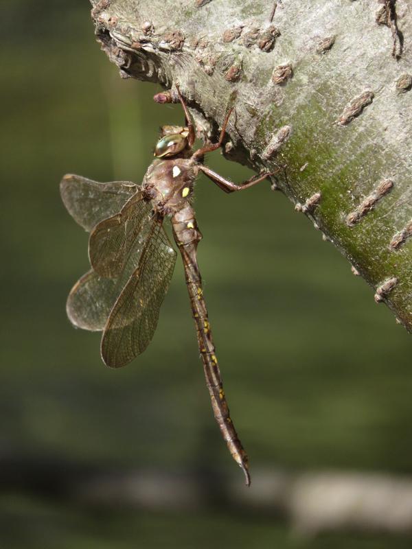 Photo of Fawn Darner