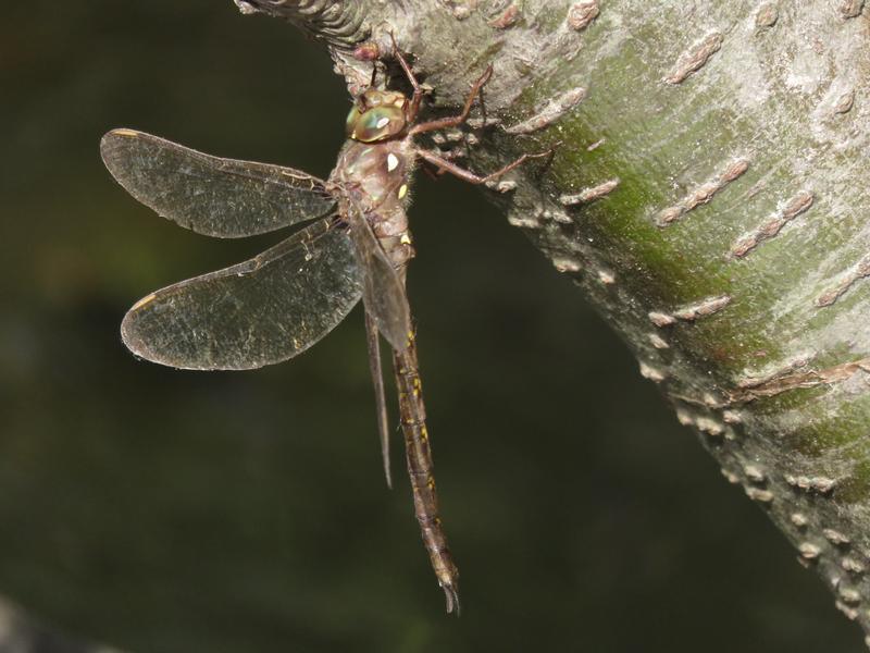 Photo of Fawn Darner