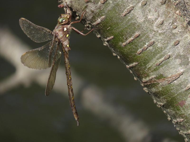 Photo of Fawn Darner