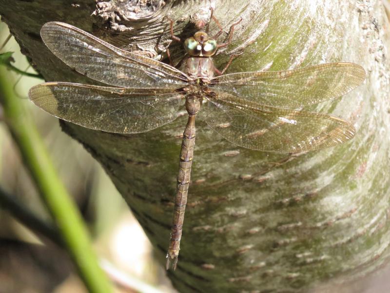 Photo of Fawn Darner